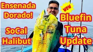 Epic Halibut in Channel Islands, Ensenada Dorado, Bluefin Tuna Update & Windy Weather!
