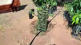 Hot climate Apple and Persimmon plants Summer protection !!!