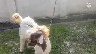 Pahadi goat diet plan