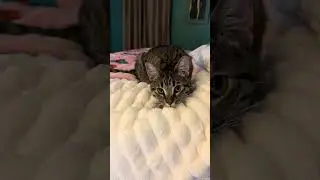 @holly7258: Милая Харлоу 😻 #кот #любителькошек #кошечка