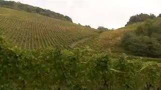 Vendanges au Rangen : un terroir d'exception perch&eacute; au-dessus de Thann