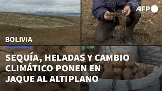 El altiplano de Bolivia, en jaque por sequ&iacute;a, helada y cambio clim&aacute;tico | AFP