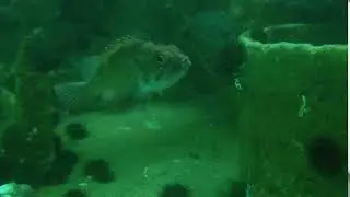 Scuba diving with a curious Serranidae Fish