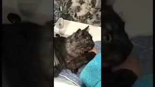 #cats #2023 #cat #котики #рек #catlover #love #trending #shorts #like #animals #рекомендации
