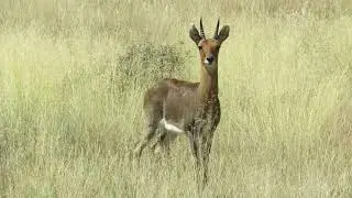 Mountain Reedbuck