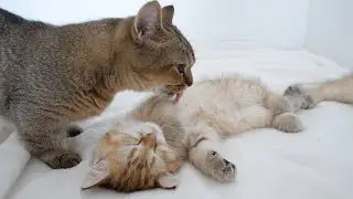 Kiki, the mother cat, licks and cares for her kittens, who are tired from the vaccinations!