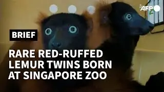 Rare red-ruffed lemur twins born at Singapore zoo | AFP