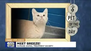 Pet of the Day: Meet Breeze!