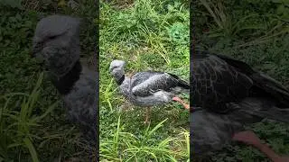 Southern screamers renowned for their loud and unmelodious call.