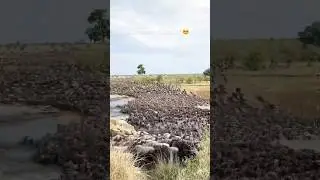 The Greatest Animal Migration on Earth😳 #viral #wildebeest #shorts #animals #migration