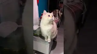 The charming movements of the cat#First-person perspective on petting cats#Cute pet vlog#T