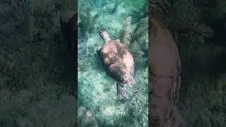 Swimming w/ Sea Turtles - PROJECT: PUERTO RICO 🇵🇷