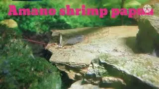 Udang amano spesies papua