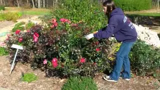 How to prune your Knockout Roses in the fall-1/1