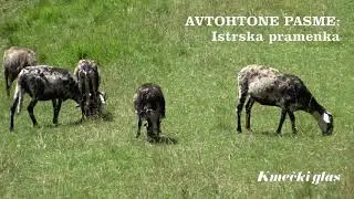 Slovenske avtohtone pasme: ISTRSKA PRAMENKA