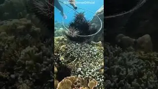 Why Are People Eating This Spiky Sea Monster?! #animals #nature #shorts #shortsfeed