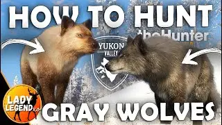 HUNT for NEW RARE FURS for GRAY WOLVES (+ GRAY WOLF GUIDE)