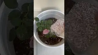 Egg shells and plants ?! #plantsoftiktok #plantcare #plantcaretips #plantcare101 #plantcarehacks