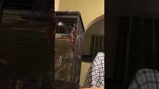 African Grey Parrot Doing Star Wars Noises (R2D2)