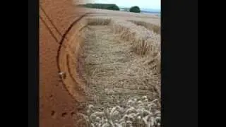 Crop circle - Lurkeley Hill (2), nr East Kennett, Wiltshire, 17th August.