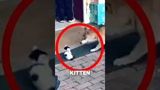 Кошка-мать защищает котёнка от собаки
