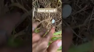 We have wild chickens- jungle fowl really. You never know where they&rsquo;re laying their eggs🙈🥚