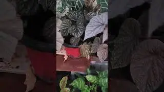 garden#ytshorts#plants#gardening
