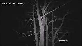 Owl6