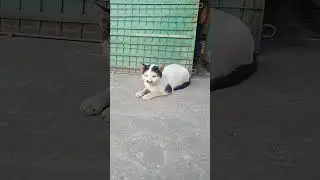 Guys I found Kittler in Bangladesh!!!!!!!!