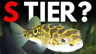 Ranking The BEST Brackish Water Fish (Tierlist)