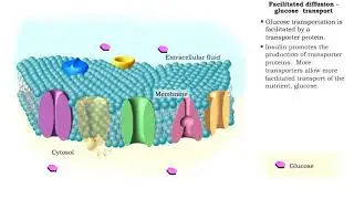 Facilitated Diffusion - Glucose transport