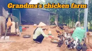 Rural Life at a Chicken Farm &ndash; My Grandmother&rsquo;s Daily Work
