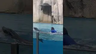 a Seal Ride #shorts