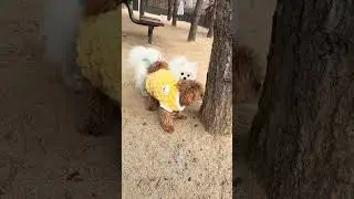 So Cute 🐶🎨Healing Puppy Moment 💛Cute Dog Art Time 🐾 솔솔 라라 놀아요