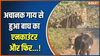 Action Story : अचानक गाय से हुआ बाघ का एनकाउंटर और फिर ! | Tiger-Cow Encounter | Madhya Pradesh News