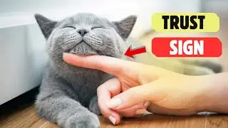 8 Ways to Know If Your Cat Trusts You Complete | Cats and Kittens