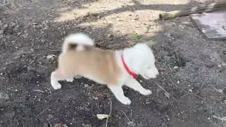 @प्रा.शिवकुमार || Rocky  || #dog || #indiandogs || #puppy ||Labrador dog masti|| #labrador || 
