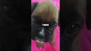 He&rsquo;s getting old #boxerdog #cute #sad #dog #dogtrend