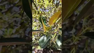 Branch of large-leaved ficus #nature #relax #flora #tree #trendingshorts #flores #2026 #2026trends
