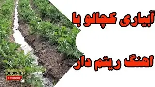 فلم آبیاری کچالو – آهنگ جذاب آبیاری