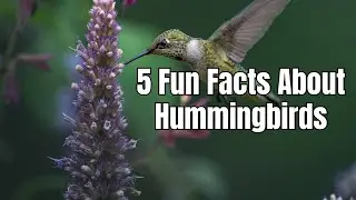 5 Fun Facts About Hummingbirds - Discovering Nature's Tiny Marvels!