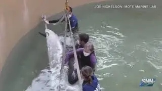 SNN: Two rescued pygmy killer whales are now dead