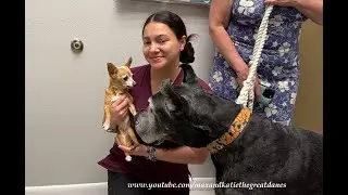 Size Matters & Creates Smiles As Senior Great Dane & Chihuahua Girls Go To The Vet Together