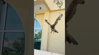 Wawo hawk Landing beautiful  amazing #birds #lifeisbutadream #dubai #owl #cute #owllovers #oryx