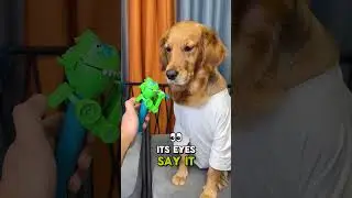 The Golden Retriever reluctantly plays with toys to keep its owner company #dog #funny