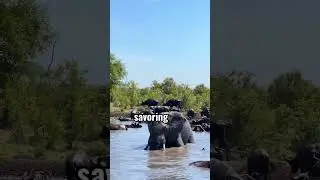 Harmonious Riverside Gathering: Elephants Basking in Sunlit Serenity #elephant #animals #video #yt