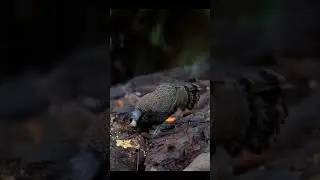 Beautiful bird looking for food, cute🐦🕊️🥰 #shorts