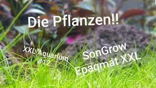 Einfach genial! | Songrow Epaqmat XXL | XXL Aquarium #12