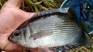 Angkat perangkap ikan beragam jenis ikan yang masuk... Muantappp👍