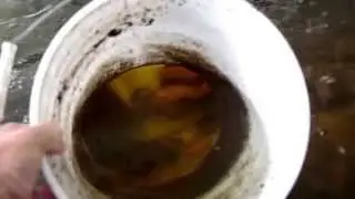 Olomana Gardens Using A Cut Off Bucket To See Under Wtaer